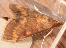 European Corn-borer
